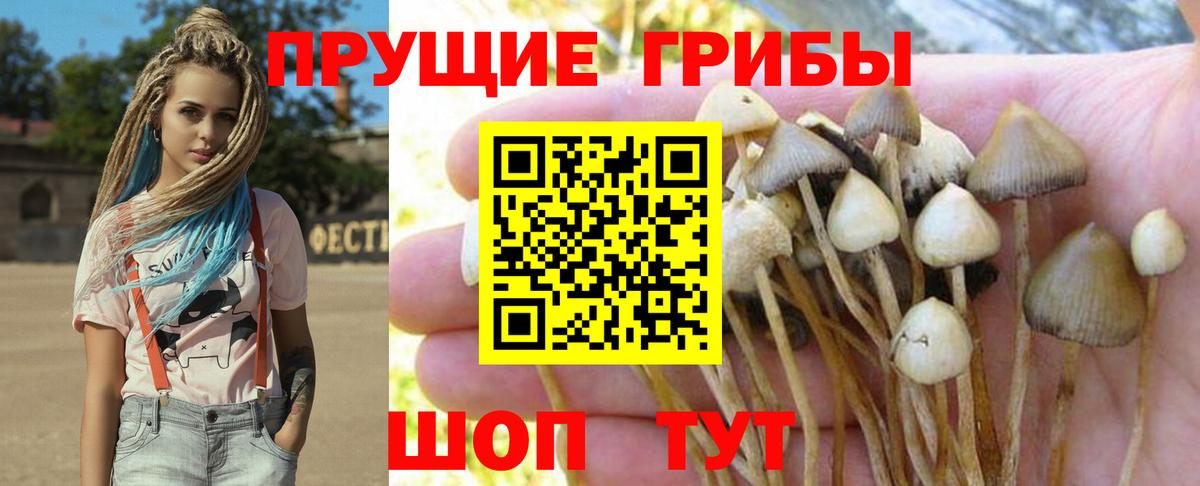 Саратов  Галлюциногенные грибы Psilocybe  Вход с VPN 